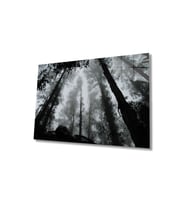 Miyrem Glasses Collection -A1^#  Siyah Beyaz Ağaçlar Cam Tablo, Cam Tablo (Çok Renkli)