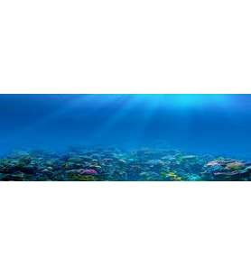 Kanki Pet KP18565009 Akvaryum Arka Fon Yapıştırma 185 x 65 CM