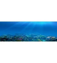 Kanki Pet KP18565009 Akvaryum Arka Fon Yapıştırma 185 x 65 CM