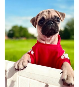 Red Adidog Kapşonlu Sweatshirt Köpek Kazağı (Kırmızı)