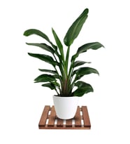 Tekerleksiz Ahşap Saksı Altlığı Damacana Tüp Saksı Sehpası 30x30 Cm