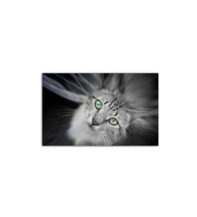 Gri Kedi Tablo 60 X 60 Cm
