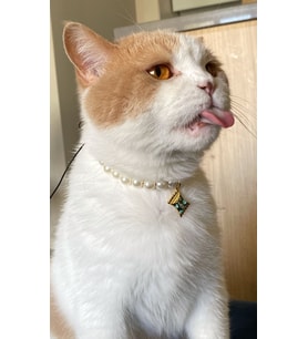 Şekerli İnci Boncuk Kolye- Kedi/ Küçük-Orta Irk Köpek Tasması (Turkuaz)