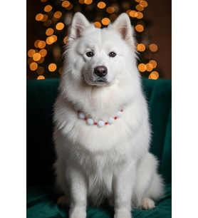 Blueberry Collar Tasma Necklace (Kırmızı)