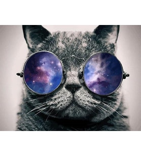 Cool Kedi Sayılarla Boyama Seti(40x50 cm Tuval Şasesine Gerili)