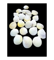 Deniz Kabukları 100 Gr NO-13-ARCARCA