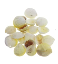 100gr. 3-4cm White Cockles Doğal Deniz Kabuğu Delikli