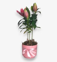 Pembe Beton Saksıda Pembe Lilyum