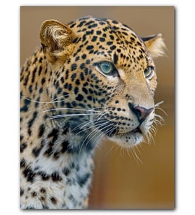 Cakatablo MDF (Ahşap) Tablo Leopar Görseli