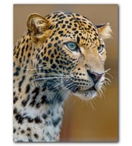 Cakatablo MDF (Ahşap) Tablo Leopar Görseli
