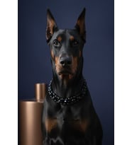 Siyah Tasma Collar Necklace