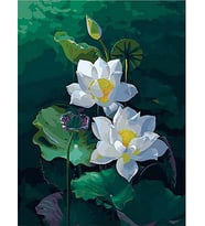 Nilüfer Sayılarla Boyama Seti 40x50 cm (Tuvale Gerili)