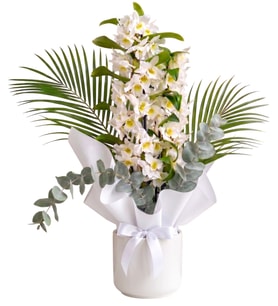 Saksıda Beyaz Buket Kağıtlı Dendrobium Orkide Çiçeği