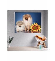 Pomeranian Köpek Kanvas Tablo