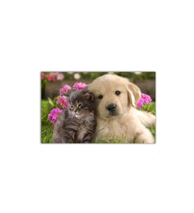 DBSanatevi Yavru Köpek Ve Kedinin Dostluğu Tablo 60 X 60 Cm