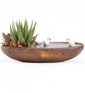 Dekor Serisi Haworthia Teraryum
