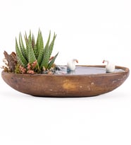 Dekor Serisi Haworthia Teraryum
