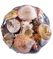 Fruit Of The Sea  20 CM