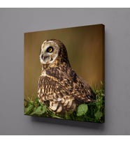 KAHVERENGİ BAYKUŞ KANVAS TABLO 25x25cm (Karışık)