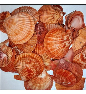 Pecten Novalis Kırmızı Kiloluk Deniz Kabuğu (1 KG