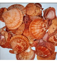 Pecten Novalis Kırmızı Kiloluk Deniz Kabuğu (1 KG