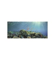 Kanki Pet KP1556530 Akvaryum Arka Fon Yapıştırma 155 x 65 CM