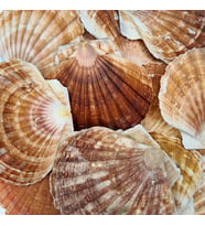 Pecten Maximus Kiloluk Deniz Kabuğu (1 KG)