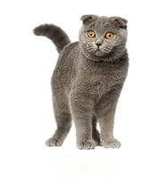 Siyam Kedisi Sticker Yapıştırması 18CM Araba Leptop Etiket