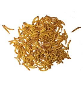EXOLIVE UN KURDU 100 gram (1000 adet minimum)