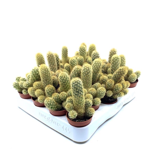 gummibaum klein Ficus Elastica Robusta auf Stiel | 180cm