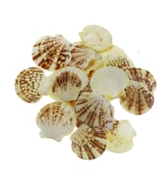 100gr. 4-6cm Pecten Macaranses Doğal Deniz Kabuğu