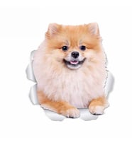 Pomeranian köpek araba Styling etiket Yapıştırma 18CM