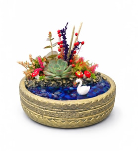 Ring Saksıda Echeveria Perle Von Nurnberg Teraryum