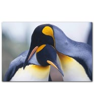 Cakatablo  Kral Penguen Çifti MDF Tablo