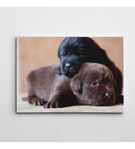 Sevimli Köpekler Kanvas Tablo