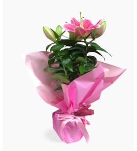 Kokulu Pembe Lilyum Çiçeği