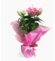 Kokulu Pembe Lilyum Çiçeği