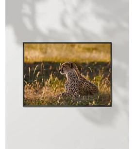 Avcı Leopar Poster