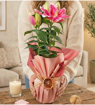 Mis Kokulu Pembe Lilyum Premium Pembe Ambalajlı Saksıda Lilyum Bitkisi