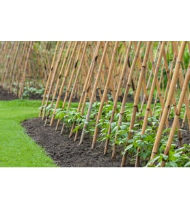 Bambu 20 li Bitki Destek Çubuğu Uzunluk 150 cm (Krem)