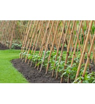 Bambu 20 li Bitki Destek Çubuğu Uzunluk 150 cm (Krem)