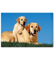 Cakatablo Çayırda Anne Labrador ve Yavrusu  MDF Tablo