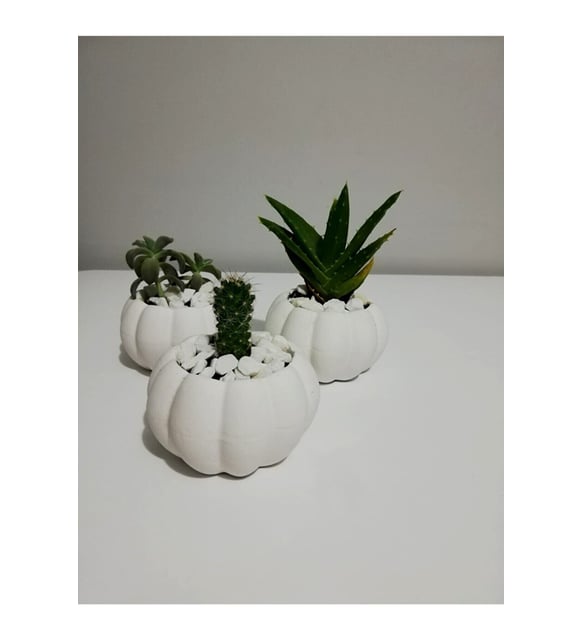 monstera pflanze online kaufen Monstera deliciosa (Fensterblatt) kaufen main image 0