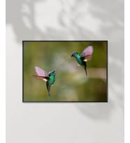 Hummingbird Savaşları Poster