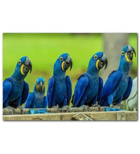 Cakatabloo Mavi Macaw Papağanları MDF Tablo