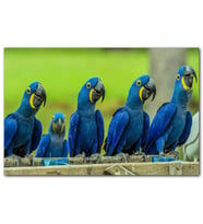 Cakatabloo Mavi Macaw Papağanları MDF Tablo