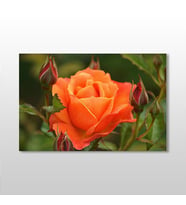 Turuncu Gül Kanvas Tablo 30x20cm (Karışık)