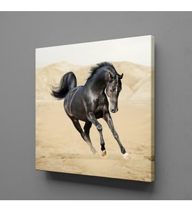 KOŞAN SİYAH AT KANVAS TABLO 170x170cm