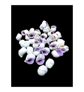 Deniz Kabukları 100 Gr NO-11-CEBUBEAUTY