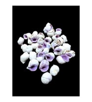 Deniz Kabukları 100 Gr NO-11-CEBUBEAUTY
